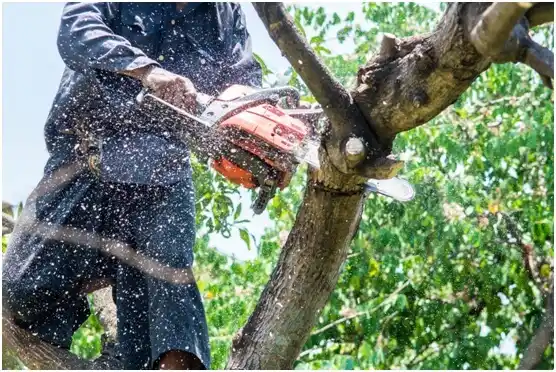 tree services Maryville